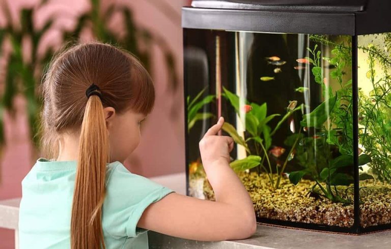demenagement aquarium